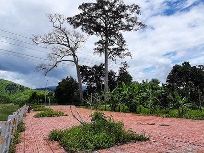 Cây di sản hàng trăm tuổi ở Khánh Hoà bị chết