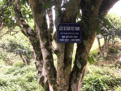 Làm thế nào để đưa trà Việt vươn tầm thế giới?  Bài 1: Trà Việt với bề dày văn hóa lịch sử