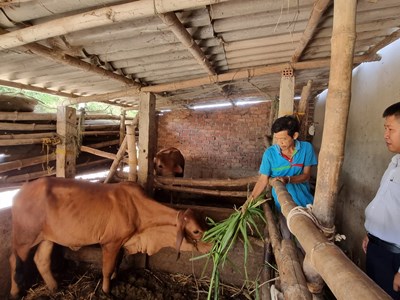 Quảng Ngãi: Huyện Tư Nghĩa thực hiện có hiệu quả công tác giảm nghèo