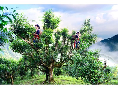 Làm thế nào để đưa trà Việt vươn tầm thế giới? Bài 2: Thiếu thương hiệu, trà Việt khó vươn tầm thế giới