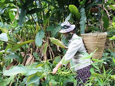 Thu hái lộc rừng, mở hướng thoát nghèo cho đồng bào dân tộc thiểu số