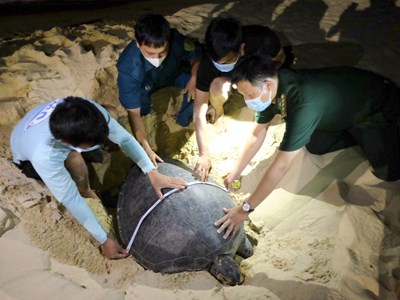 Kể về hành trình “đỡ đẻ” cho rùa biển