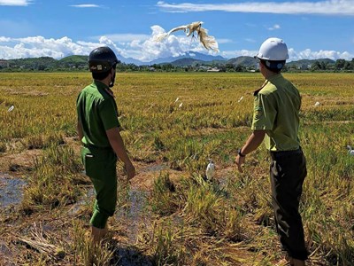 Thừa Thiên Huế: Ra quân tháo dỡ, tiêu hủy hàng trăm bẫy chim trời