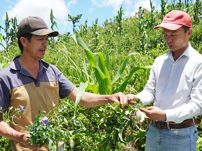 Bảo tồn và phát triển cây dược liệu tại miền núi Quảng Ngãi