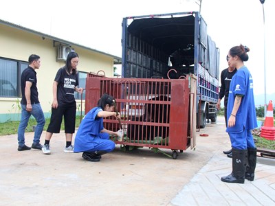 Tiếp nhận 2 cá thể gấu đến Trung tâm Cứu hộ gấu ở Bạch Mã