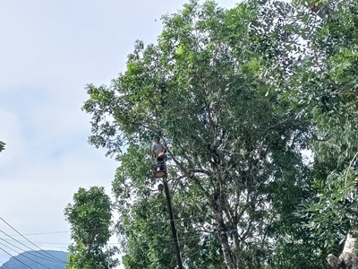 Phương án ứng phó thiên tai, bảo vệ di tích Mỹ Sơn trước mùa mưa bão