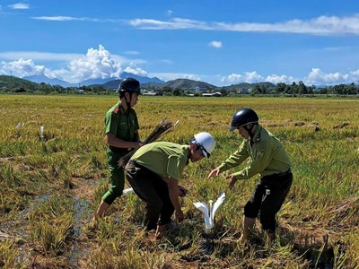 Ngăn chặn nạn săn bắt chim trời