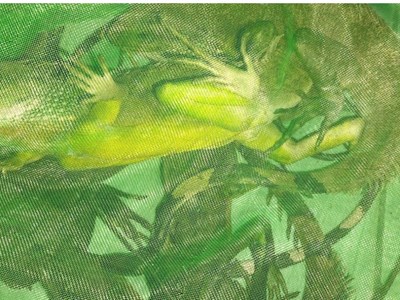 Khởi tố đối tượng vận chuyển động vật quý hiếm