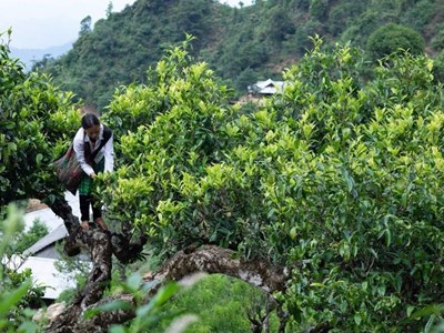 Gắn câu chuyện sản phẩm OCOP với du lịch nông nghiệp, nông thôn