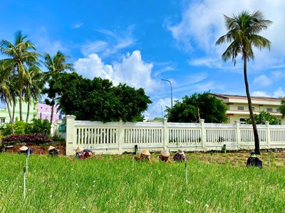 Nông dân huyện đảo Lý Sơn thu hoạch sớm vụ hành Thu Đông