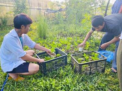 Tạo sinh kế cho đồng bào thiểu số bằng trồng dược liệu