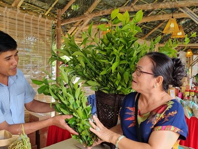 Quảng Ngãi: Đồng bào Hrê phát triển kinh tế nhờ cây chè