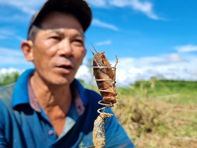 “Săn” dế cơm ở bãi bồi ven sông Trà Khúc