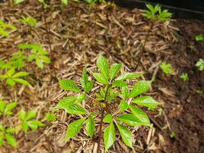 Quảng Nam: Rà soát tình hình sử dụng môi trường rừng trồng sâm Ngọc Linh