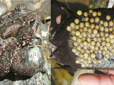 Nam thanh niên tử vong vì ngộ độc trứng cóc