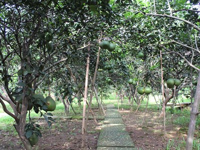 Đồng Nai: Nhiều lợi thế phát triển du lịch nông nghiệp, nông thôn