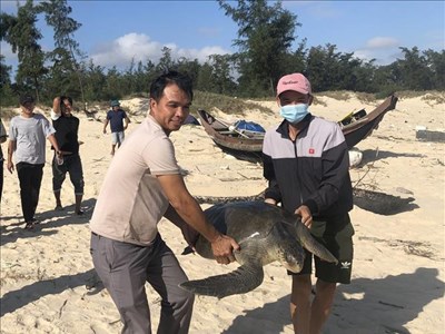 Kịp thời cứu hộ một cá thể rùa biển quý hiếm nặng 40 kg
