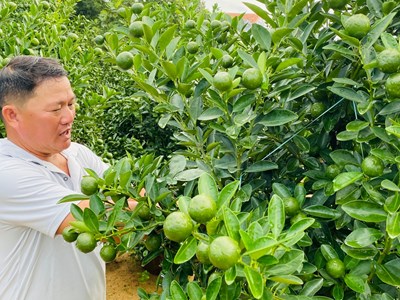 Làng quất cảnh Cẩm Hà rộn ràng chuẩn bị  vụ Tết