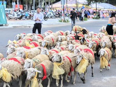 Ninh Thuận: Cừu "diễu hành" cừu xuống phố