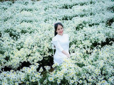 Vườn cúc họa mi giữa lòng TP Quảng Ngãi thu hút khách check in