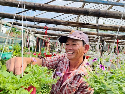 Làng hoa cúc Quảng Ngãi rộn ràng chuẩn bị đón Tết