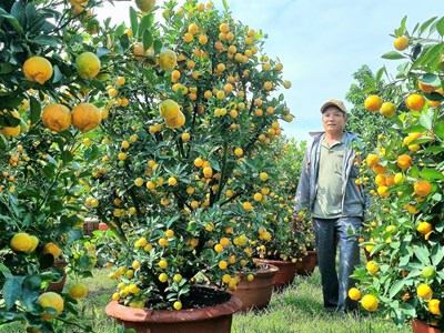 Quất cảnh sẵn sàng “xuống phố” phục vụ Tết Nguyên đán