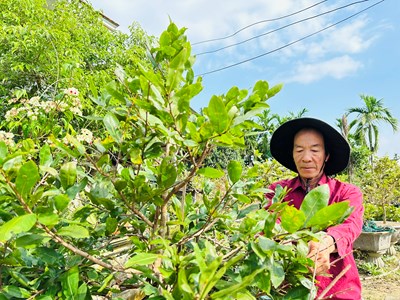 Quảng Ngãi: Nhà vườn tất bật xuống lá mai đón Tết