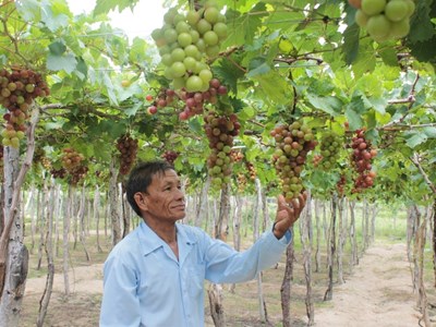 Ninh Thuận: Tập trung phát triển du lịch cộng đồng, nông nghiệp - nông thôn