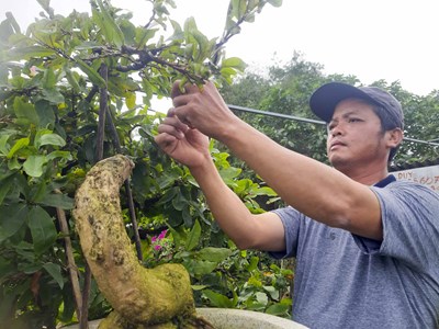 “Thủ phủ” mai vàng rộn ràng mùa Tết