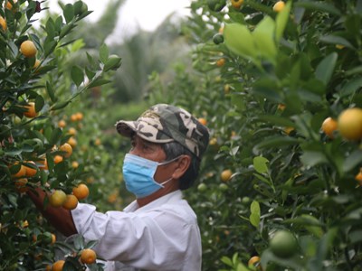 Rộn ràng ngày hội quật cảnh Cẩm Hà