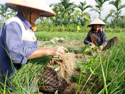 Kiệu rớt giá, nông dân vùng thủ phủ kiệu Quảng Ngãi lo “mất Tết”
