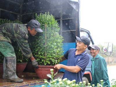 Làng hoa cúc ở Quảng Ngãi nhộn nhịp bán Tết