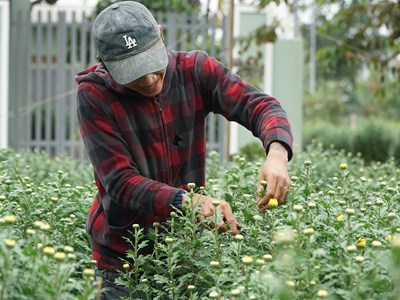 Trồng hoa cúc mùa Tết giúp người dân phát triển kinh tế gia đình