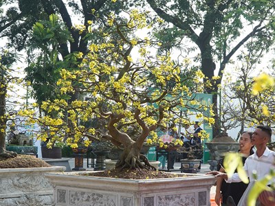 Ngắm những tuyệt tác Hoàng mai xứ Huế