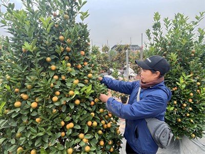 Mong chờ một vụ mùa bội thu