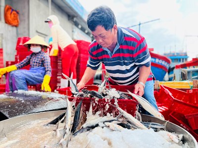 Chuyến biển cuối năm đầy “vị ngọt” của ngư dân Quảng Ngãi