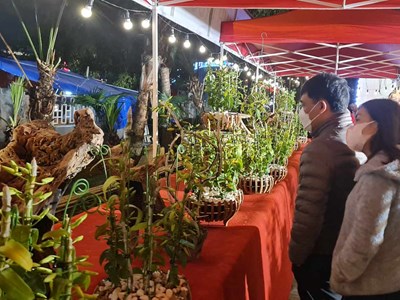 Phú Thọ: Trưng bày hơn 1.000 tác phẩm hoa phong lan bản địa 5 cánh trắng Đất Tổ Hùng Vương