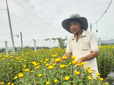 Làng hoa “Sa Đéc” Bình Định rộn ràng mùa hoa Tết