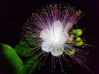 Hoa bàng Trường Sa nở trước giao thừa