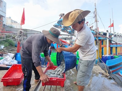 Ngư dân làng biển Quảng Ngãi trúng đậm mùa cá cơm