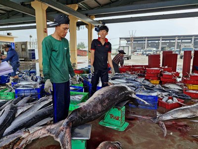 Bội thu tàu cá đầu năm, ngư dân Đà Nẵng phấn khởi vươn khơi bám biển
