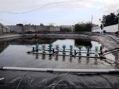 Thanh Hoá: Bất cập những khu nuôi tôm trái phép, ảnh hưởng môi trường biển và phát triển du lịch