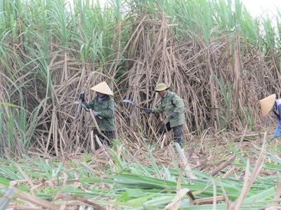 Khánh Hoà: Nông dân không còn mặn mà với cây mía