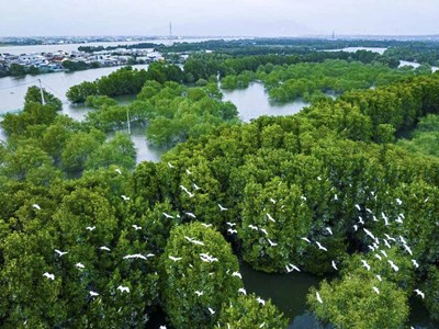 “Lá phổi xanh” Cồn Chim