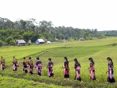 Đặc sắc Lễ hội ăn cốm lúa mới của người Bana Kriêm