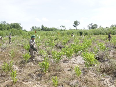 Cả nước còn khoảng 5,6 triệu ha ô nhiễm bom mìn