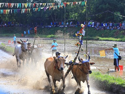 Phát huy Lễ hội đua bò Bảy Núi của đồng bào Khmer ở An Giang gắn với phát triển du lịch