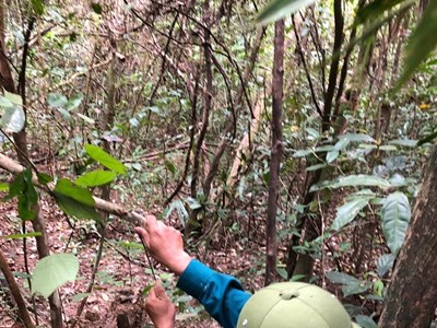 Giữ xanh rừng cảnh quan di sản Mỹ Sơn