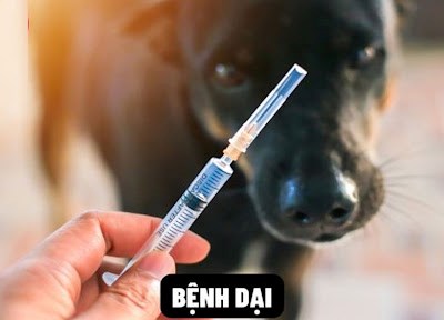 Tăng gấp đôi số tỉnh, thành có động vật mắc bệnh dại