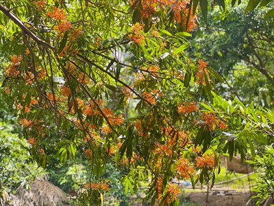 Người Bana làm du lịch cộng đồng giữa cánh rừng trang cổ